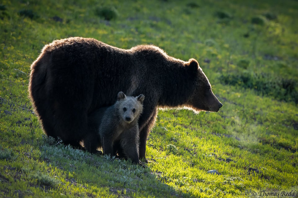 Grizzly - Nikon D500, 500mm f/4, ISO 500 1/640s f/5