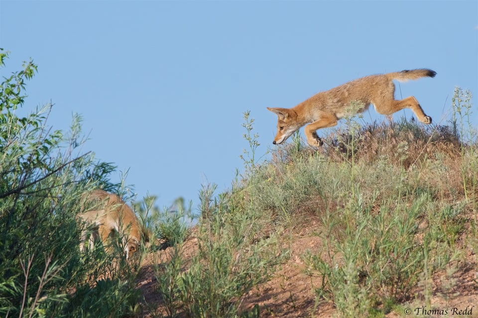 Coyote pups - Nikon D500, 500mm f/4 + 1.4x T.C., ISO 800 1/2500s f/8