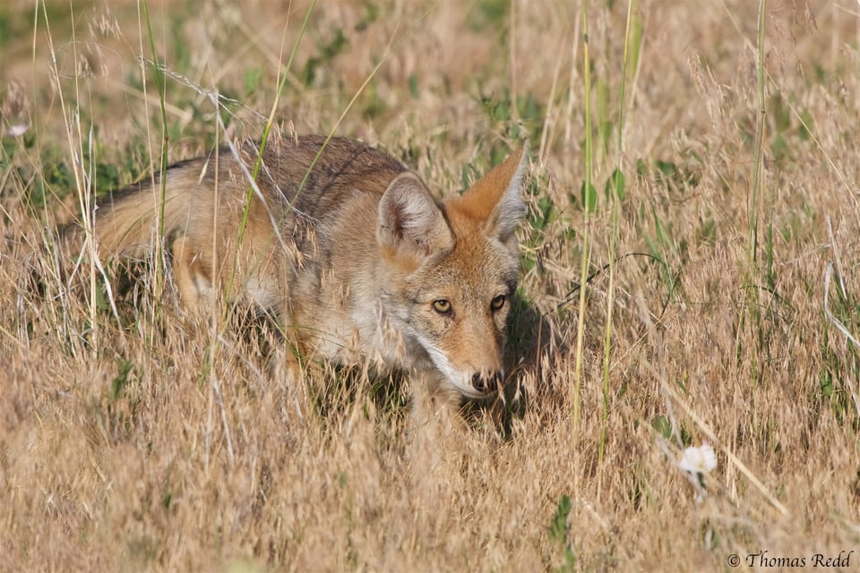 Coyote pup - Nikon D500, 500mm f/4 + 1.4x T.C., ISO 400 1/1250s f/7.1