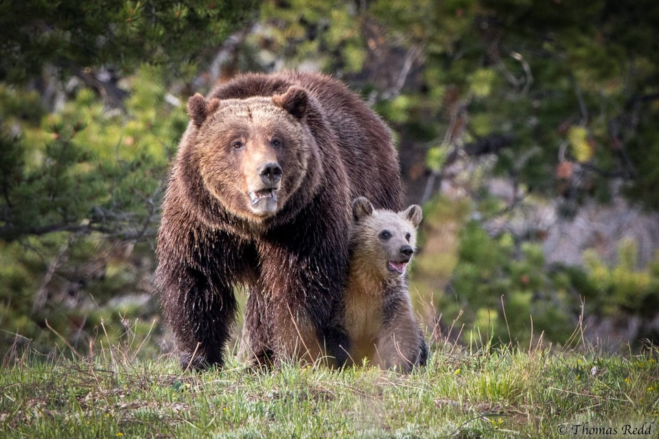 Grizzly - Nikon D500, 500mm f/4 + 1.4x T.C., ISO 900 1/320s f/8