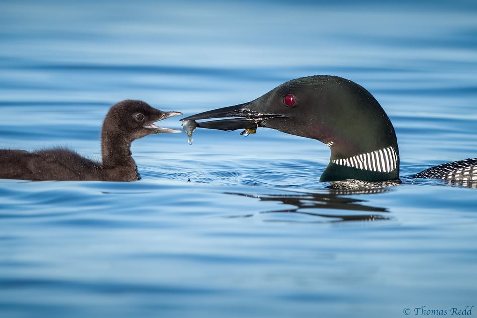 Loons - Nikon D500, 500mm f/4, ISO 900 1/2000s f/8