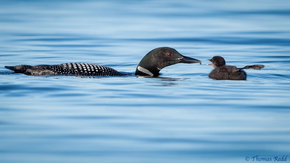 Loons - Nikon D500, 500mm f/4, ISO 900 1/2000s f/8