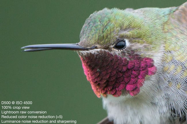 Broad-tailed Hummingbird - Nikon D500, 500mm f/4 + 1.4x T.C., ISO 4500 1/2000s f/10