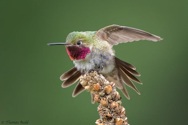 Broad-tailed Hummingbird - Nikon D500, 500mm f/4 + 1.4x T.C., ISO 4500 1/2000s f/10