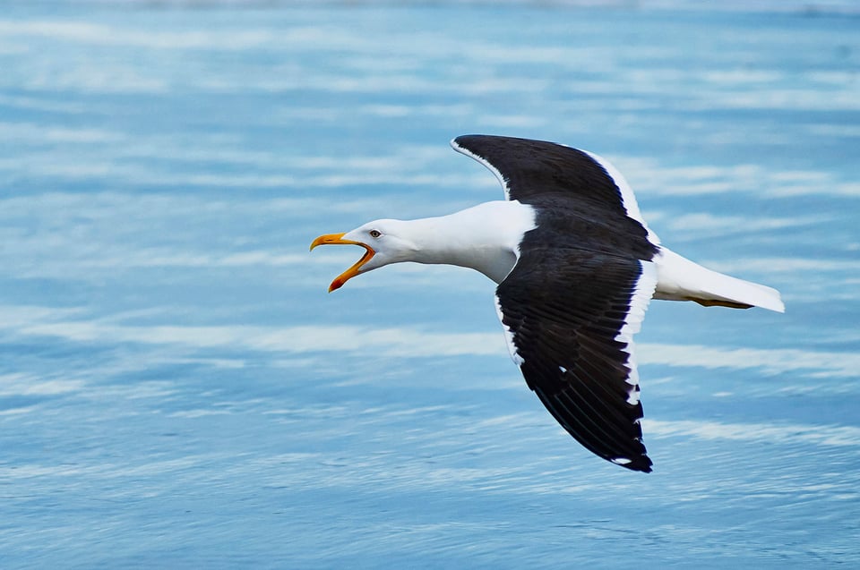 AA 31 Gaivotão Larus Dominicanus