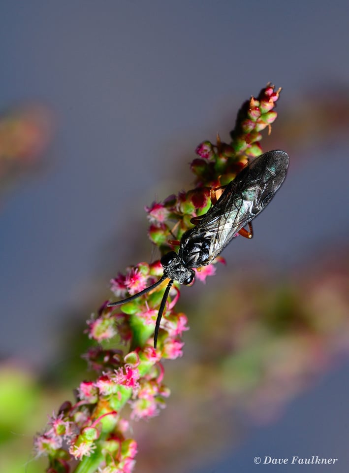 Bee-on-Flowering-Sorrel
