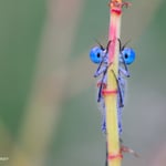 Bug-Eyed-Damselfly