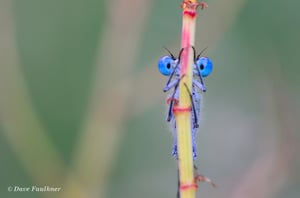 Bug-Eyed-Damselfly