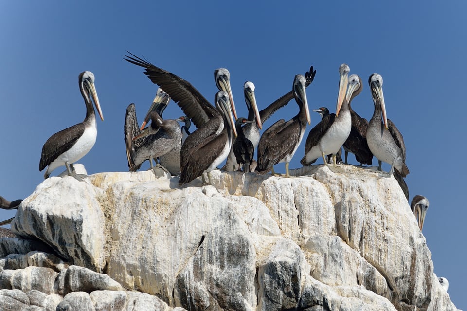 Image 14 PN Azucar pelicans