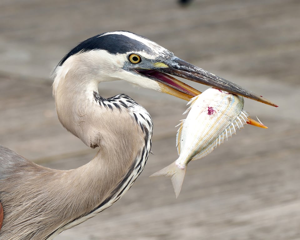I had access to some great looking Great Blue Herons on my trip. This one was photographed in Alabama near the coast