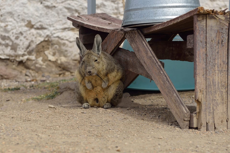 Image 38 Vizcacha waiting for lunch