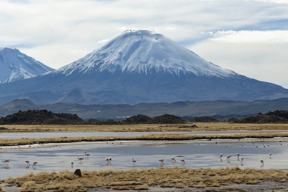 Image 39 flamingos enjoying the view