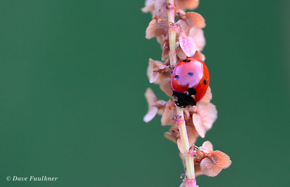 Ladybird