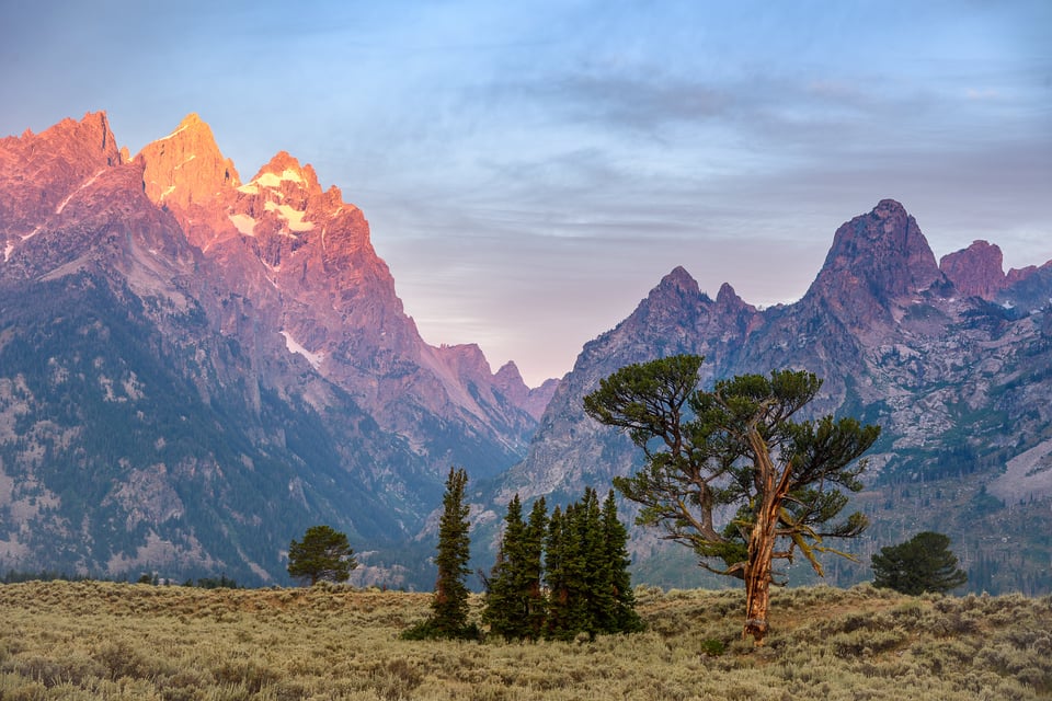 Patriarch Tree Grand Teton NP