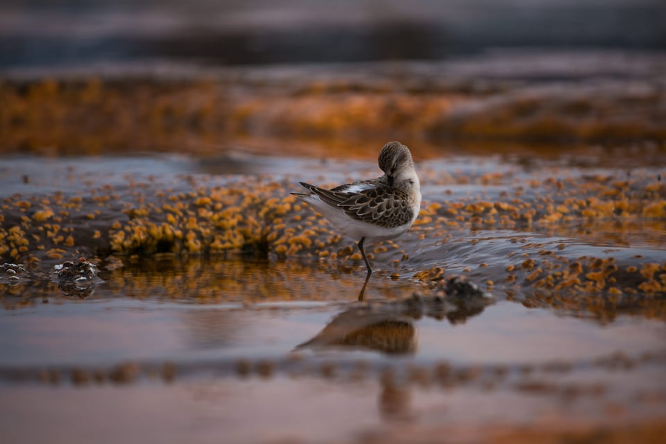 Sandpiper