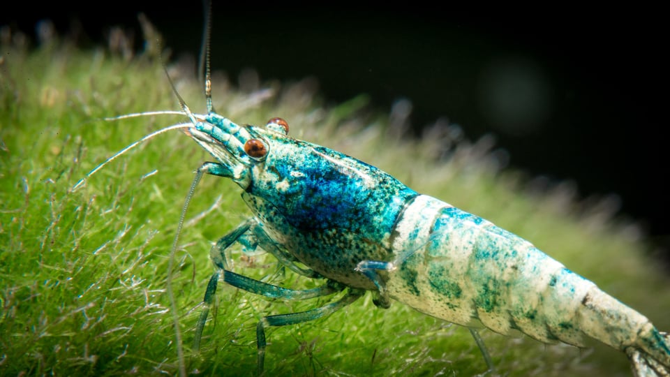 Shrimp Macro-1