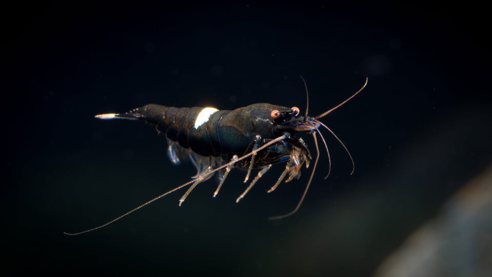 Shrimp Macro-12