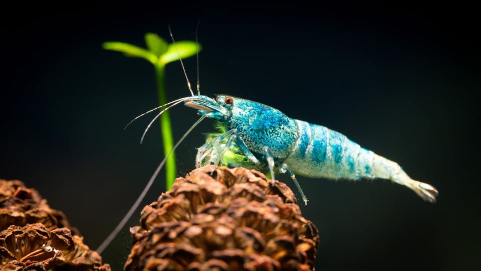 Shrimp Macro-15