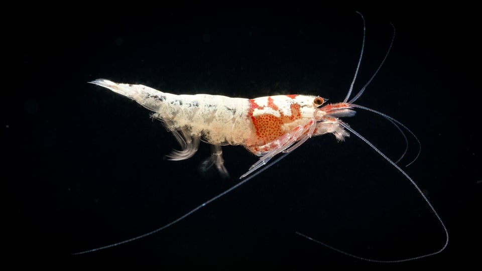 Shrimp Macro-16