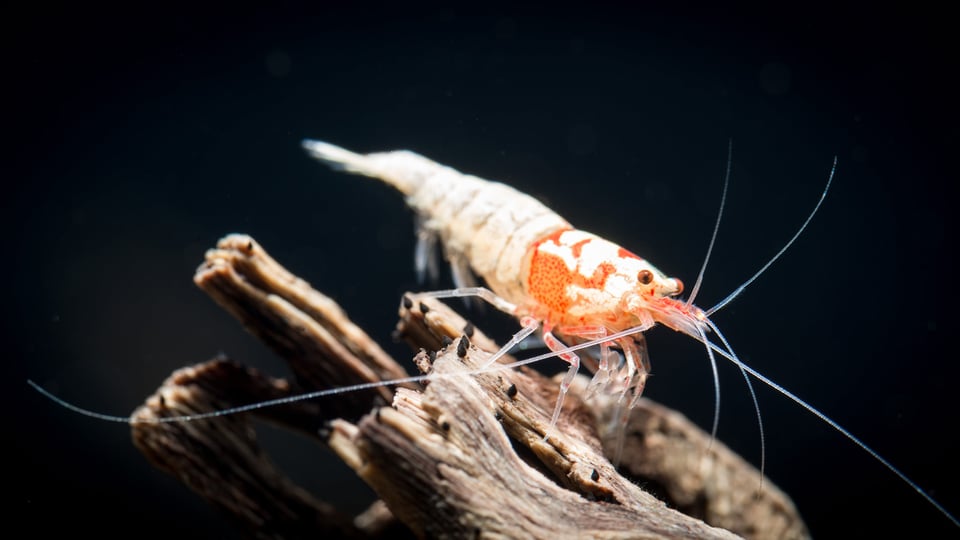 Shrimp Macro-18