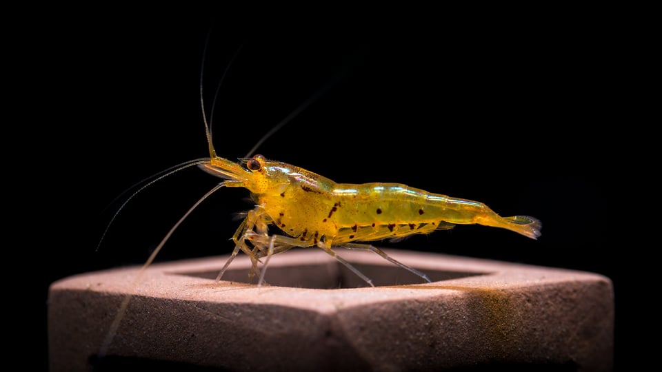 Shrimp Macro-20