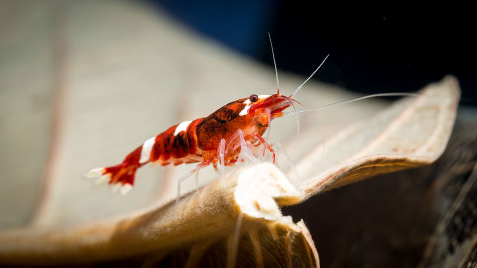 Shrimp Macro-21