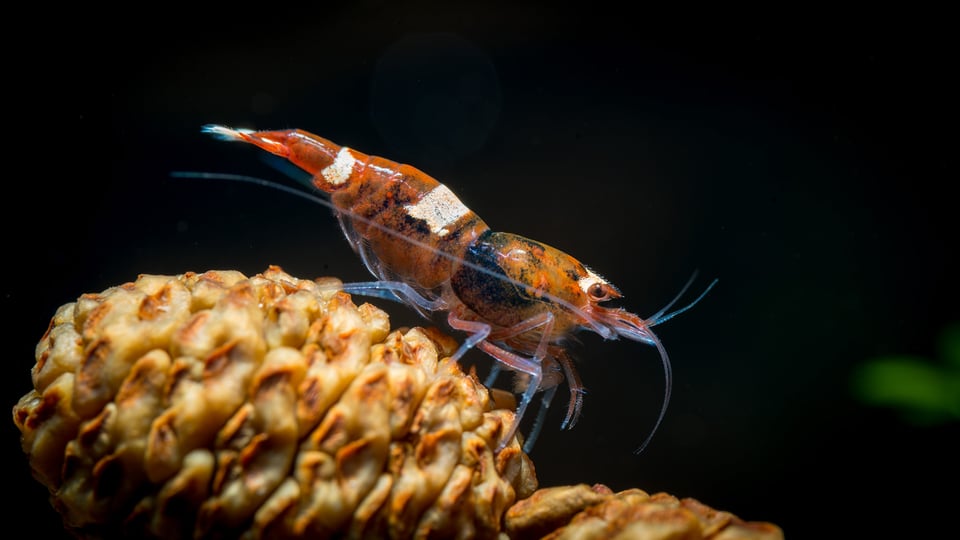 Shrimp Macro-22