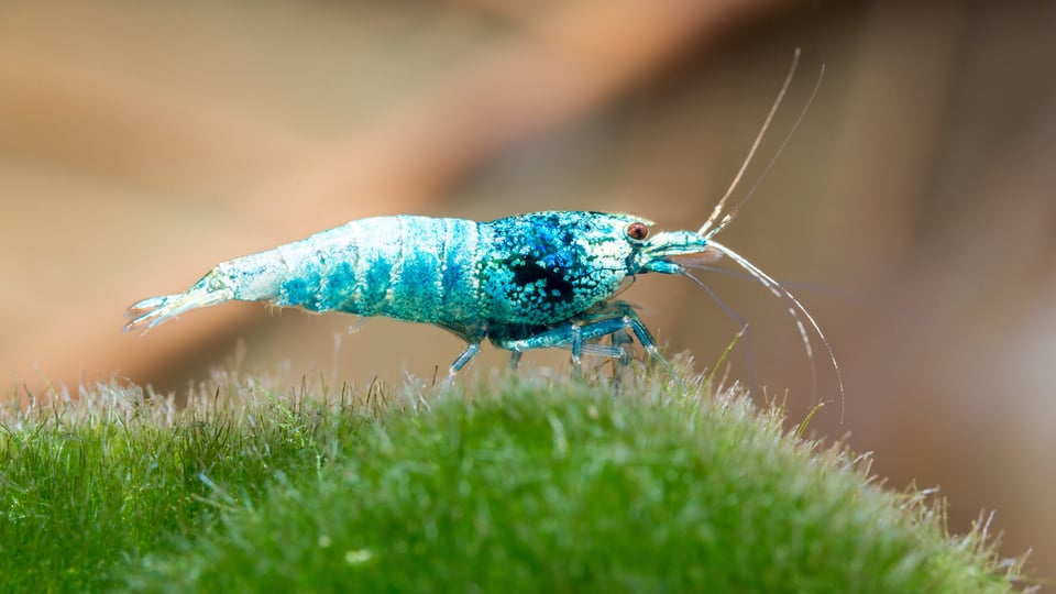 Shrimp Macro-23