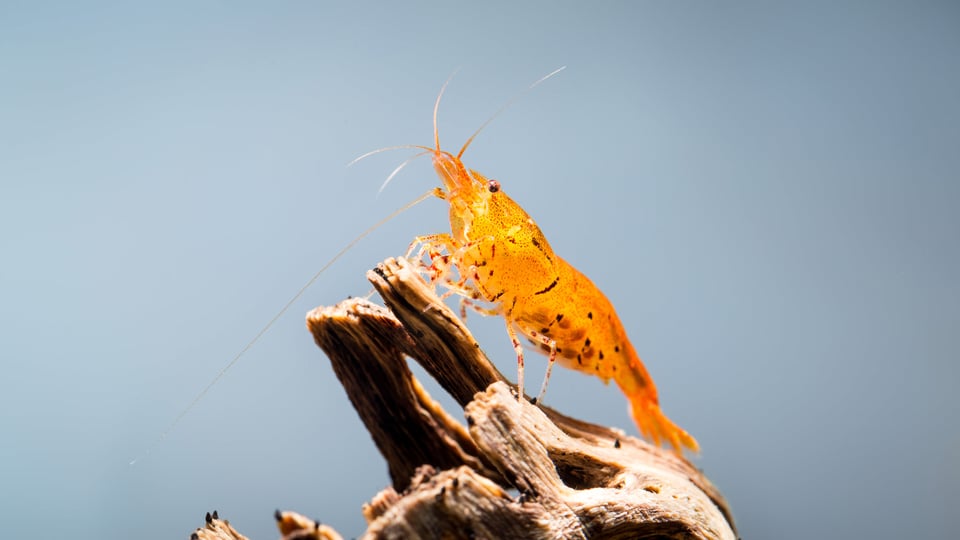 Shrimp Macro-24