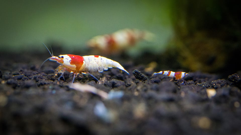 Shrimp Macro-29