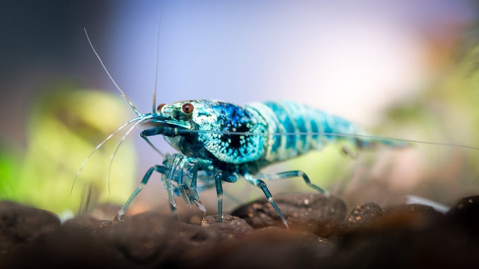 Shrimp Macro-5