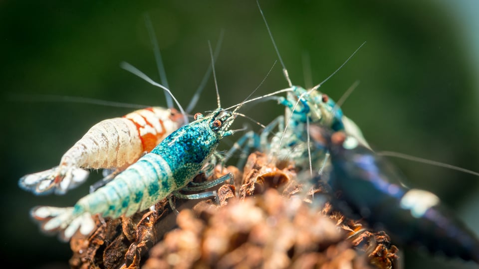 Shrimp Macro-6