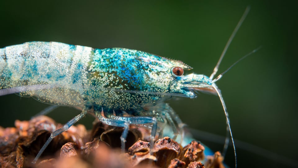 Shrimp Macro-8