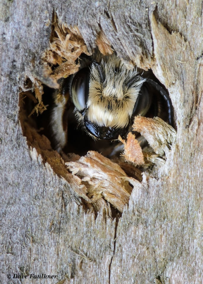 Solitary-Bee