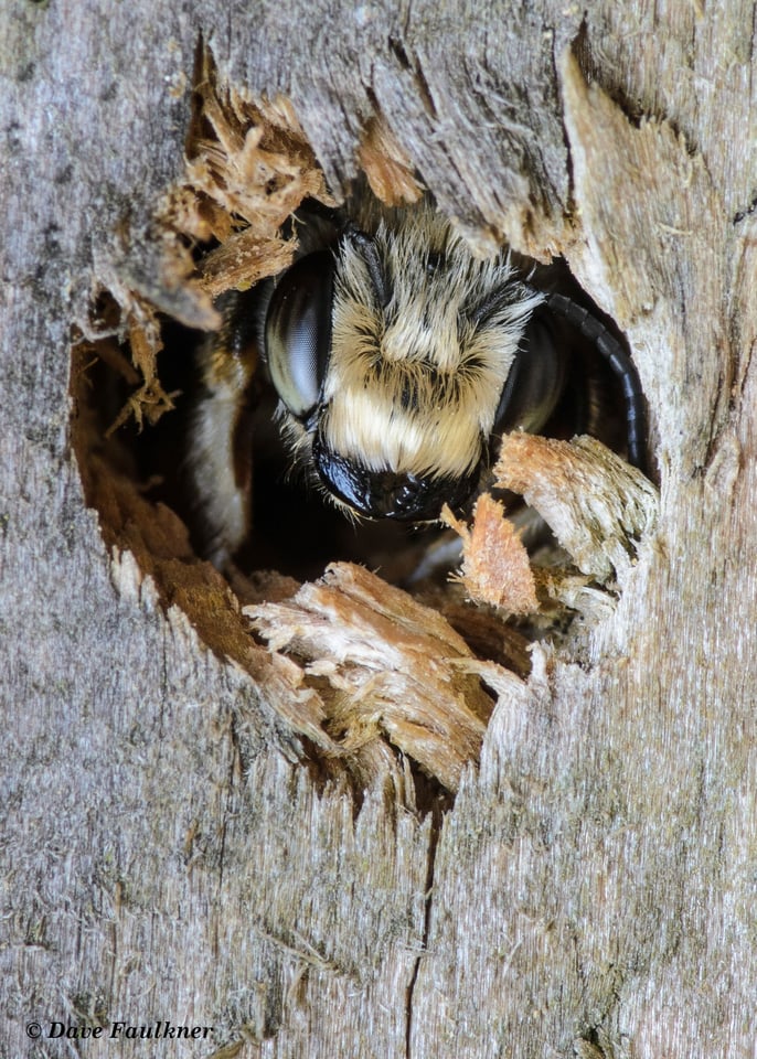 Solitary-Bee