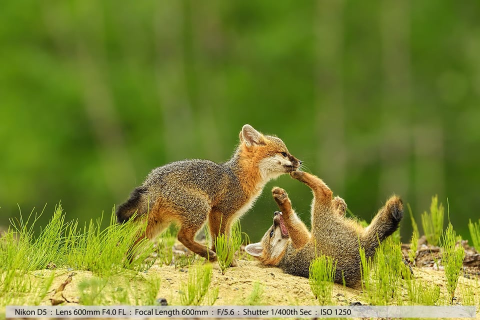 2 Gray Fox Kits Play Fighting in Sand
