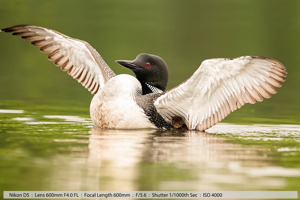 Loon Dance and 38 hr old baby under wing