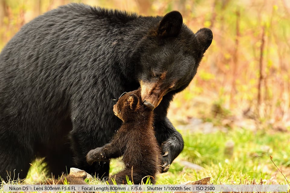 Female Black Bear Picking Up One of Her Two Tiny Cubs