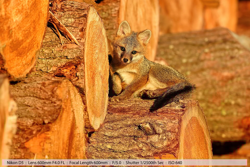 Gray Fox Kit Standing on Logs in Lumber Yard at Last Light