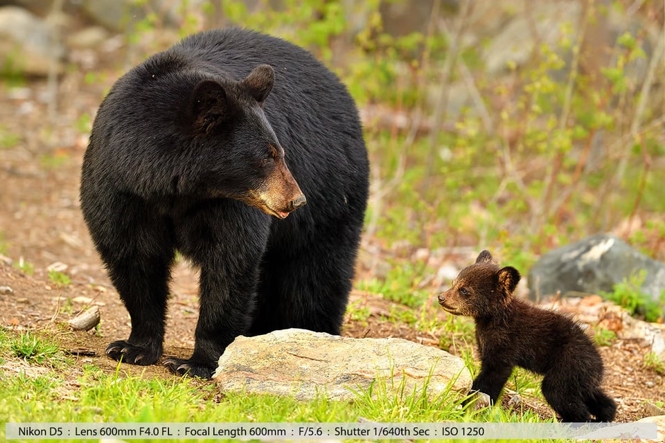 Female Black Bear with One of Her Two Cubs in Field