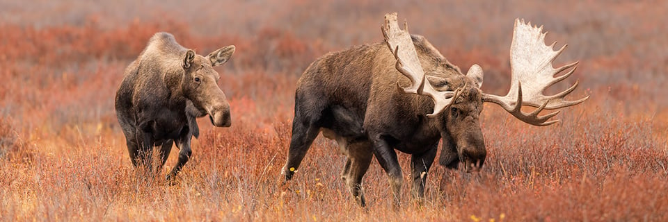 Big Bull Moose and Cow Denali NP Alaska Panoramic