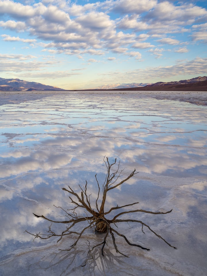 Badwater Dead Plant