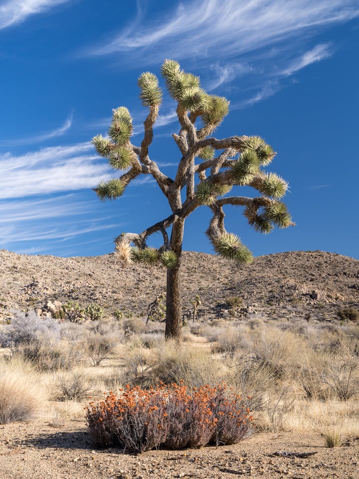 Joshua Tree Lone Tree