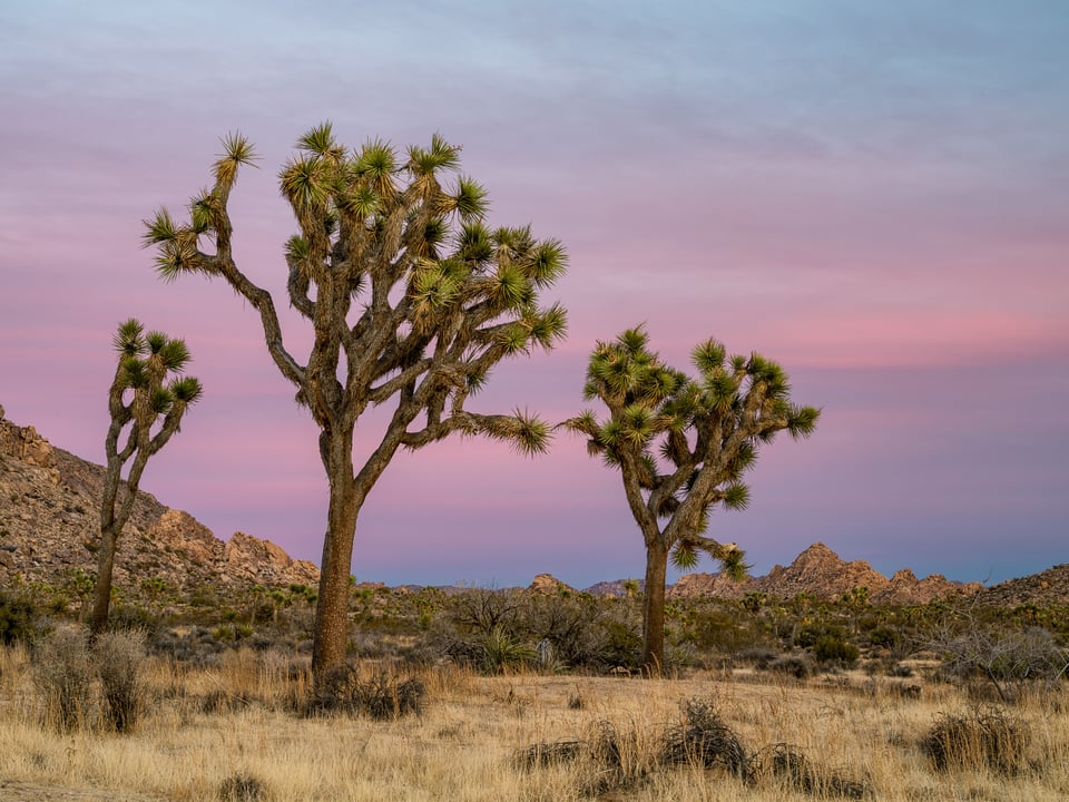 Joshua Tree National Park Sunset