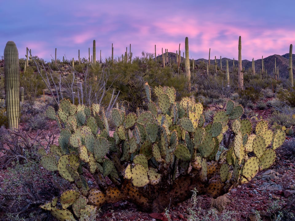 Saguaro National Park Sunset