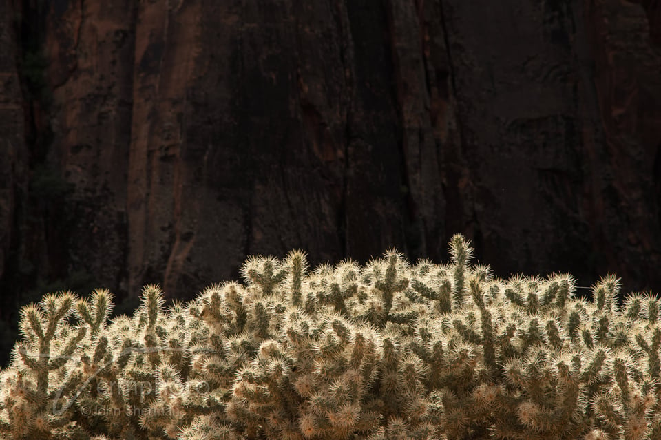 Verm-cholla-Snow-Canyon-5077