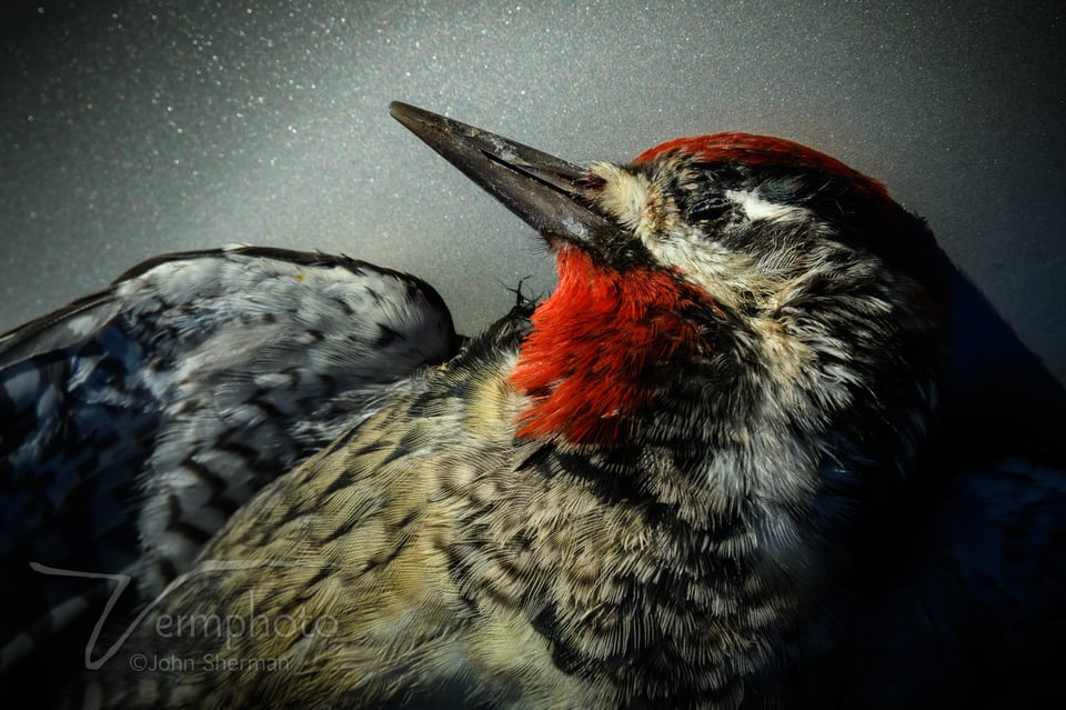 Verm-dead-woodpecker-Misty-Bill-4501