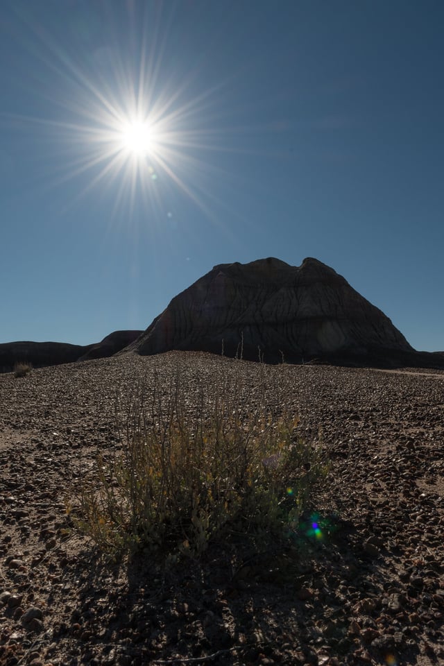 Verm-flare-Petrified-Forest-7221