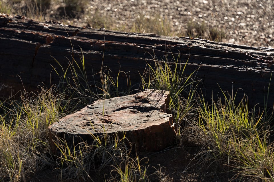 Verm-harsh-bokeh-Petrified-Forest-7152