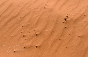 Verm-sand-ripples-Snow-Canyon-5352